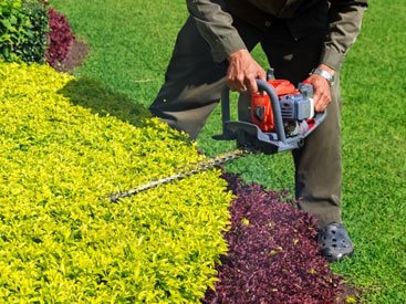 Man Shaping Shrubbery