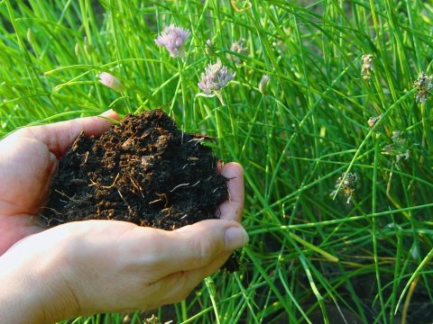 Hands Holding Soil Over Green Grass