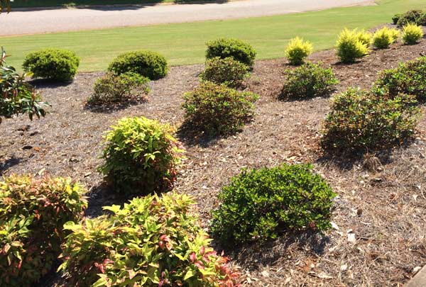 Green Shrubs In Large Mulched Garden Bed In Front Of A Nicely Manicured Lawn